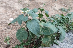 Solanum nigrum