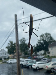Tenodera angustipennis