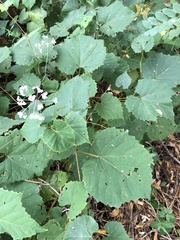 Ampelopsis cordata