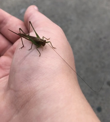 Conocephalus attenuatus