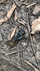 Neotibicen lyricen