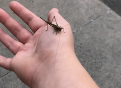 Conocephalus attenuatus