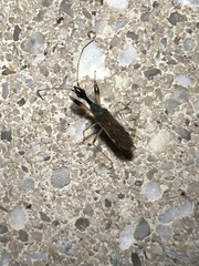Myodocha serripes