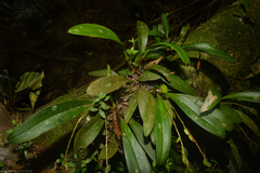 Stelis deregularis