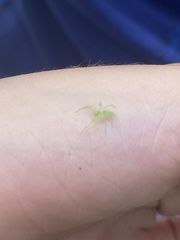 Lyssomanes viridis
