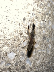 Myodocha serripes