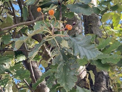 Scandosorbus