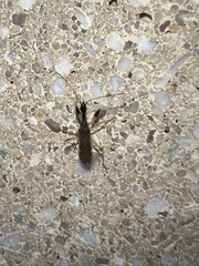 Myodocha serripes