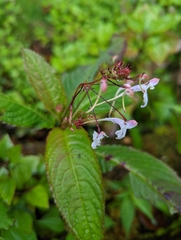 Impatiens radiata