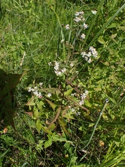 Symphyotrichum lateriflorum