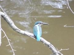 Alcedo atthis bengalensis