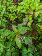 Impatiens radiata