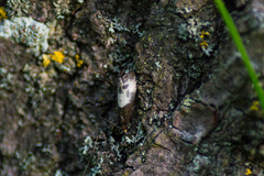 Notocelia cynosbatella