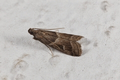 Nyctegretis lineana