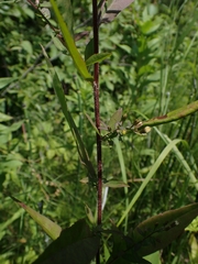 Symphyotrichum lateriflorum