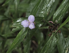 Tradescantia subaspera