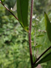 Symphyotrichum lateriflorum