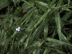 Tradescantia subaspera