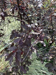Prunus padus