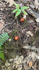 Calostoma cinnabarinum