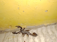 Scorpiones
