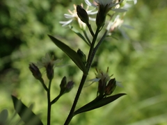 Symphyotrichum lateriflorum