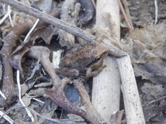 Pseudacris hypochondriaca