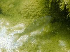 Actinopterygii