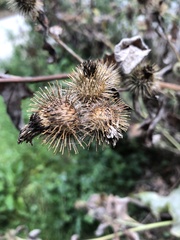 Arctium