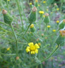 Senecio viscosus