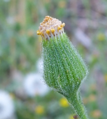 Senecio viscosus