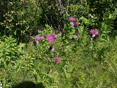 Cirsium muticum