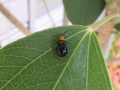 Aulacophora nigripennis