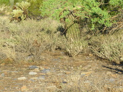 Ammospermophilus harrisii