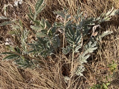 Potentilla hippiana