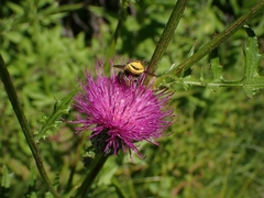 Cirsium muticum
