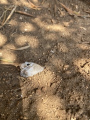 Hipparchia statilinus