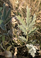 Potentilla hippiana