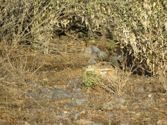 Ammospermophilus harrisii