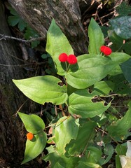 Prosartes trachycarpa