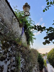 Campanula pyramidalis