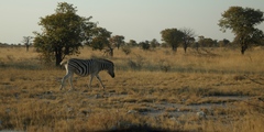 Equus quagga burchellii