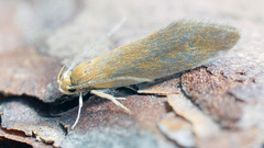 Crassa tinctella