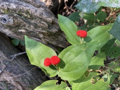 Prosartes trachycarpa