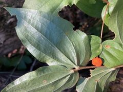 Prosartes trachycarpa