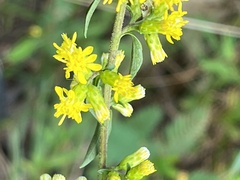 Solidago erecta
