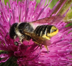 Megachile