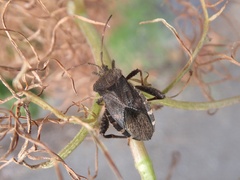 Acanthocoris sordidus