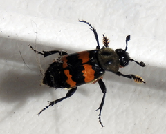 Nicrophorus tomentosus