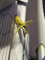 Mantis